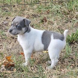Amarillo - White and blue female Rat Terrier puppy in Lynn, Alabama from Cryptic Rat Terriers