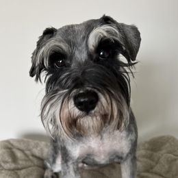 Runa - Miniature Schnauzer