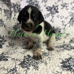 Goose - Blue ticked and tan male Bluetick Coonhound puppy in Mount Pleasant, Texas from Harmons Hounds
