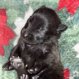 Green Collar - Fawn sable male Belgian Malinois puppy in Trenton, Georgia from Laeknir K9