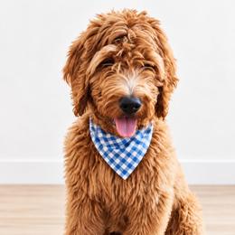 Moose - Goldendoodle