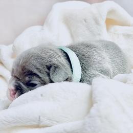 French Bulldog Puppies from Lovemyfrenchies