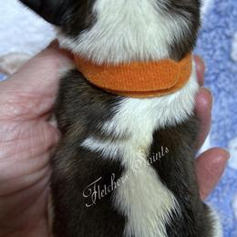 Orange collar - Mahogany and white male Saint Bernard puppy in New Philadelphia, Ohio from Fletchers Saints