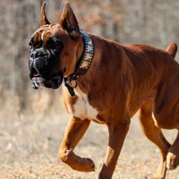 Boxers from RBF