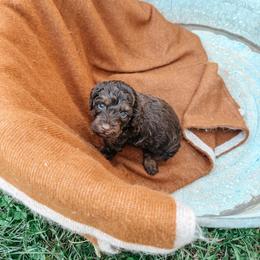 Brooks - Brown and white male Aussiedoodle puppy in Tryon, North Carolina from Melrose Mountain Farm