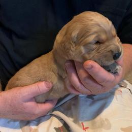 Red boy puppy - Golden male Golden Retriever puppy in Wabash, Indiana from Glenhaven Goldens