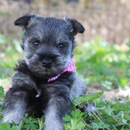 New Photos. Girl 3 Salt and Pepper - Salt and pepper female Miniature Schnauzer puppy in Spring Hill, Florida from Suncoast Miniature Schnauzers