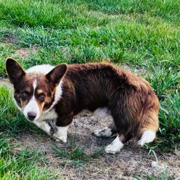 Call - Liver and white male Cardigan Welsh Corgi puppy in Kerens, West Virginia from Leather & Lace