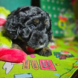 Comet - Black phantom male Aussiedoodle puppy in Indiahoma, Oklahoma from Phamily Doodles