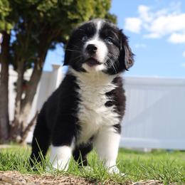 Hercules - Black & white male Australian Shepherd puppy in Quincy, Massachusetts from William's Aussies