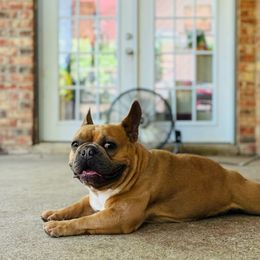 Tex - French Bulldog