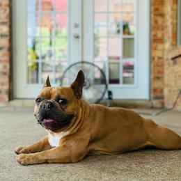 Tex - French Bulldog