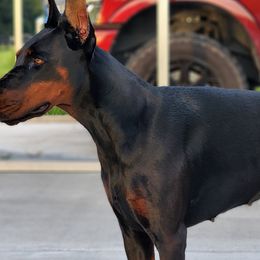 Doberman Pinschers from RDZ Doberman