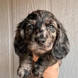Oatmeal raisin - Dapple female Dachshund puppy in New Mexico from Zia Trail Doxies