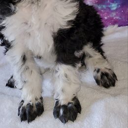 Han - Poodle puppy in Littleton, Colorado from Fireside Standard Poodles