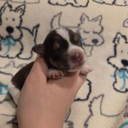 Bramble - Parti male Miniature Schnauzer puppy in Graham, Washington from Olivia's Miniature Schnauzer's