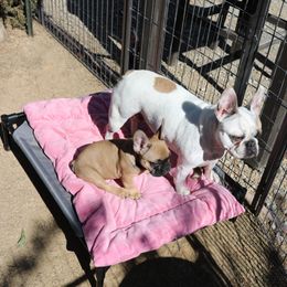 French Bulldog Puppies from Camp Fine Frenchies