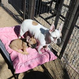 French Bulldog Puppies from Camp Fine Frenchies