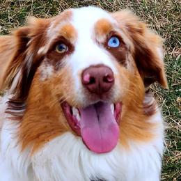 Brandy - Australian Shepherd