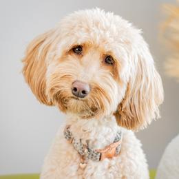 Nova - Goldendoodle