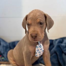 Jarrith - Silver male Great Dane puppy in Hutchinson, Kansas from Dappled Danes