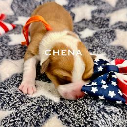 Chena - Fawn and white female American Corgi puppy in Sedro Woolley, Washington from Patriot Corgis