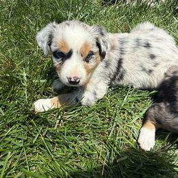 Haze - Blue merle male Miniature Australian Shepherd puppy in Marion, Michigan from Highland Hills Mini Aussies