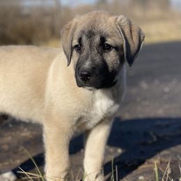 Glacier Boy - Fawn male Anatolian Shepherd Dog puppy in Kalispell, Montana from Wild Rooster Family Farm (AKC Anatolians OFA Hips Tested)