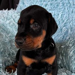 Boy (Black Collar) - Black and rust male Doberman Pinscher puppy in Centralia, Missouri from TopSpots Farm
