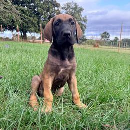 Classy - Fawn female Great Dane puppy in Jerusalem, Arkansas from Mara Danes