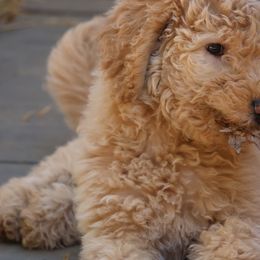 Goldendoodle Puppies from FurEver Friends Doodles