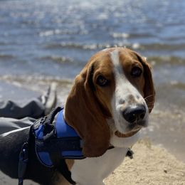 Basset Hounds from Farm Town Hounds