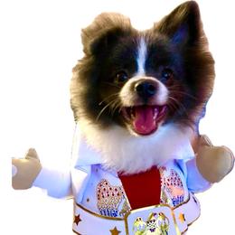 Pomeranian Puppies from "Prissy Pups"