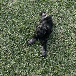 Hilda - Pepper and salt female Giant Schnauzer puppy in Pearland, Texas from K & S Schnauzers