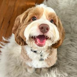 Bentley - Bernedoodle