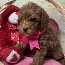 Poodles from Peachy Poodles