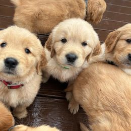 Red collar boy - Light golden Golden Retriever puppy in Otis Orchards, Washington from Sunlite Golden Retrievers