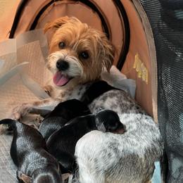 Estella - Yorkshire Terrier