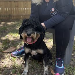 Wanda - Bernedoodle