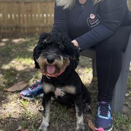 Wanda - Bernedoodle