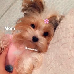 Minnie - Yorkshire Terrier