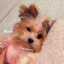 Minnie - Yorkshire Terrier