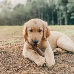 Goldendoodles and Poodles from Southern Standard Poodles and Doodles