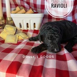 Ravioli - Peach - Black female Goldendoodle puppy in Harrisburg, Oregon from Dolly’s Doods
