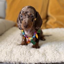 Rocco - Dapple male Dachshund puppy in Calexico, California from The house of Dachshund