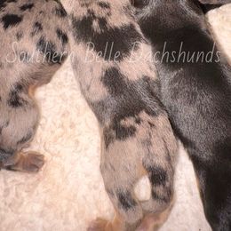 Daryl - Dapple male Dachshund puppy in Colbert, Georgia from Southern Belle Dachshunds