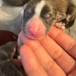 Boy 4 - Sable male Pembroke Welsh Corgi puppy in Clarksville, Tennessee from Cooler Farms Corgis