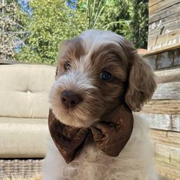 Guardian home only - Chocolate male Goldendoodle puppy in Pine Grove, California from Lundee Doodles