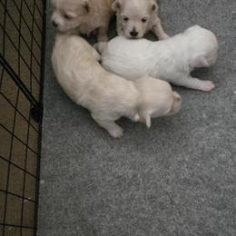 Maltipoo puppies from DeVall Maltipoos