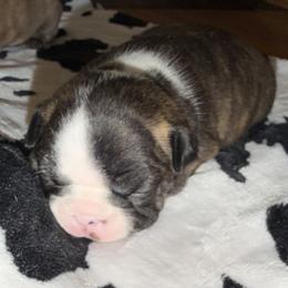 Brindle girl - Brindle and white female Boston Terrier puppy in Charlotte, Michigan from Blue Diamond Danes